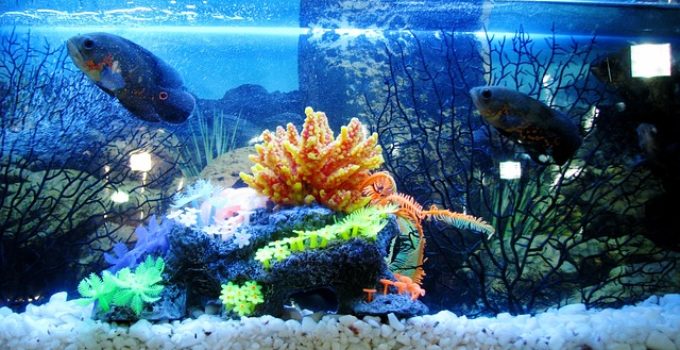 5 Best Fish Tank Coffee Table Reviews of 2022 You Can Buy