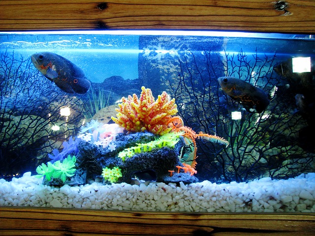 Top 5 best fish tank coffee table